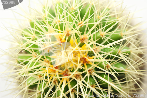 Image of cactus Closeup