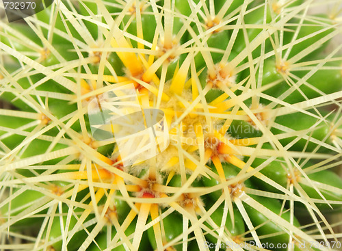 Image of cactus Closeup