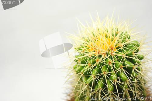 Image of cactus Closeup
