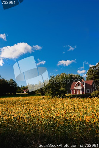 Image of summer meadow