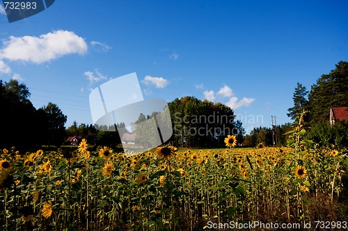 Image of summer meadows