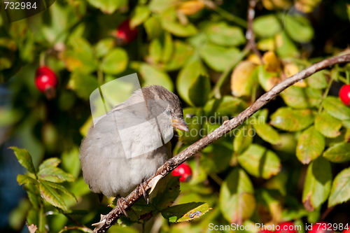 Image of house sparrow