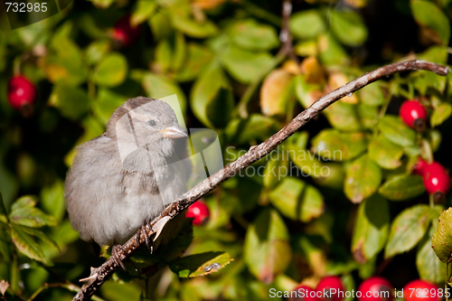 Image of house sparrow