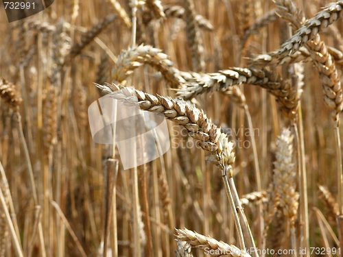 Image of Wheat