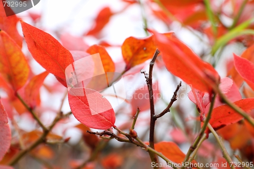 Image of Red leaves