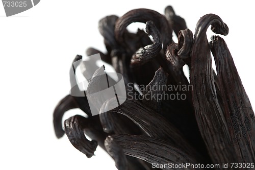 Image of Vanilla Beans