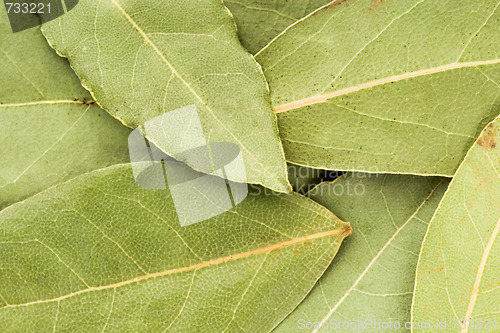 Image of bay leaves