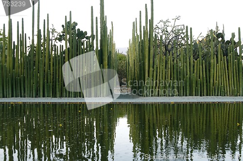Image of Batch of cactuses in a botanical garden in Mexico