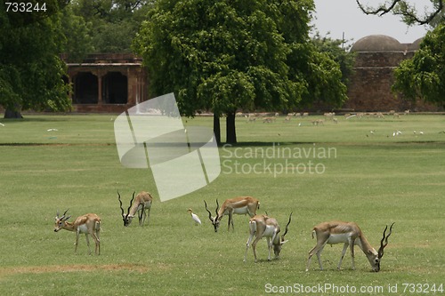 Image of Herd of blackbuck antelopes on a field in Sikandra, India