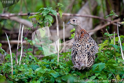 Image of pheasant