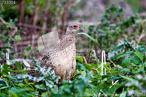 Image of pheasant