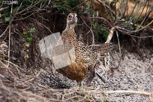 Image of pheasant