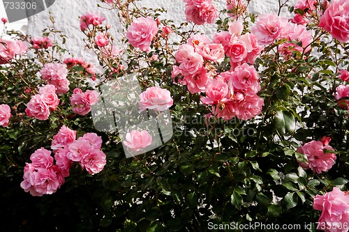 Image of pink roses