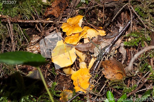 Image of chanterelles