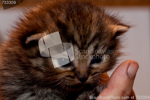 Image of small kitten