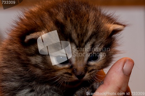 Image of small kitten