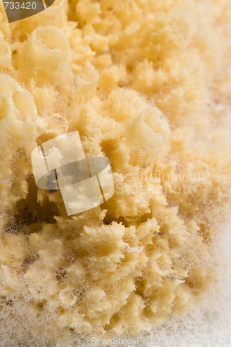 Image of natural sponge with foam