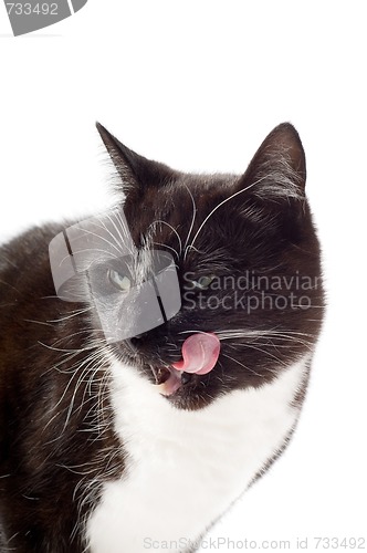 Image of Black cat