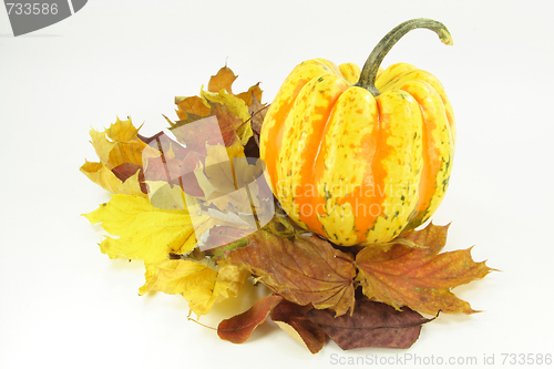 Image of Autumn etude with pumpkin. 