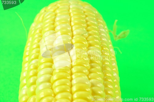 Image of Ear of corn. 