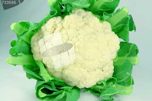 Image of Cauliflower. 