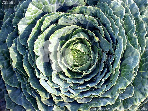 Image of Cabbage flower 