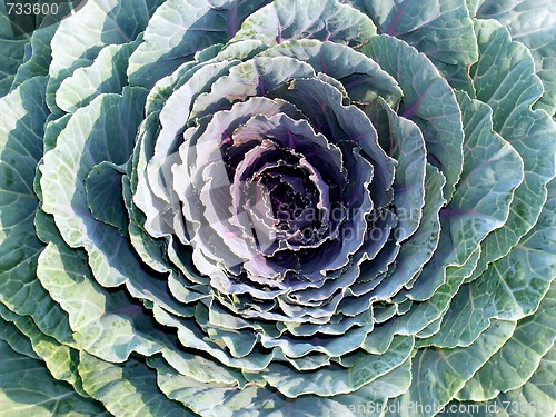 Image of Red cabbage flower