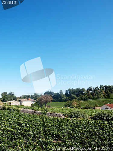 Image of Vineyard