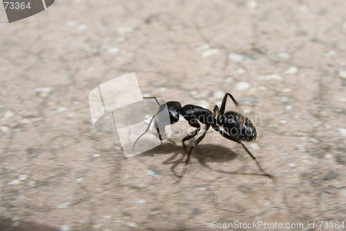 Image of ant