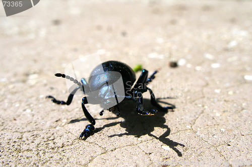 Image of insect