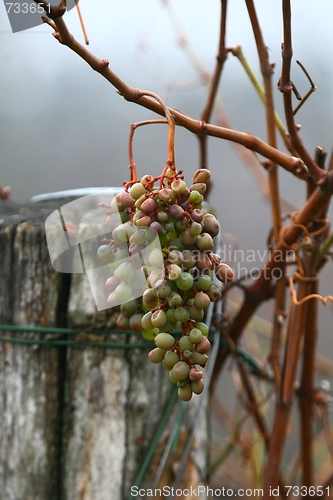 Image of Grapes