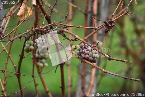 Image of Grape and grapevines