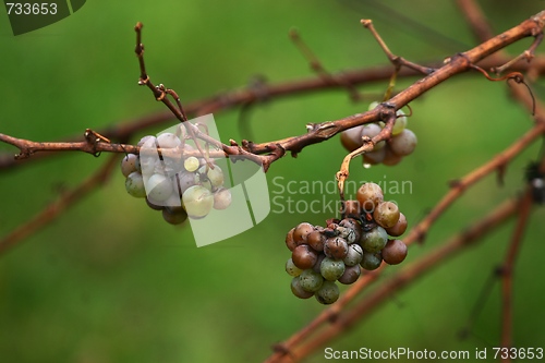 Image of Grapes