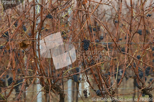 Image of Grapevines in autumn