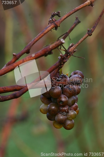 Image of Grapes