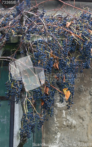 Image of Blue grapes