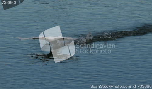 Image of Swan taking off