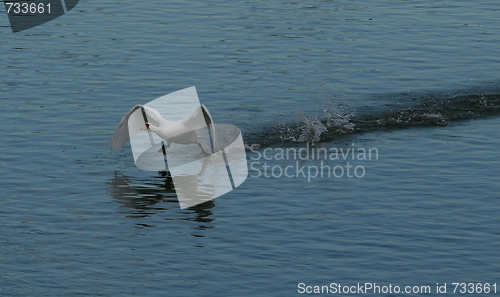 Image of Swan taking off