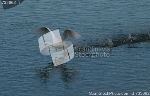 Image of Swan taking off