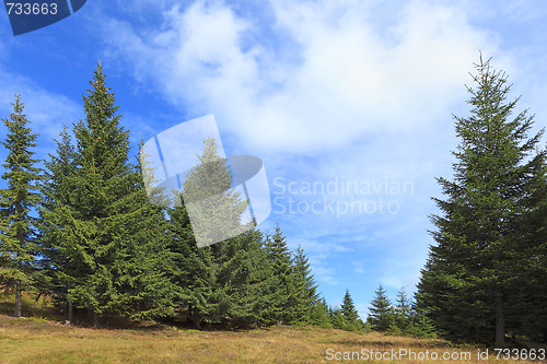 Image of Green forest