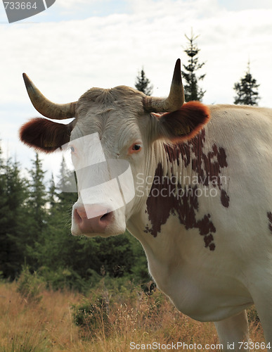 Image of Portrait of a cow