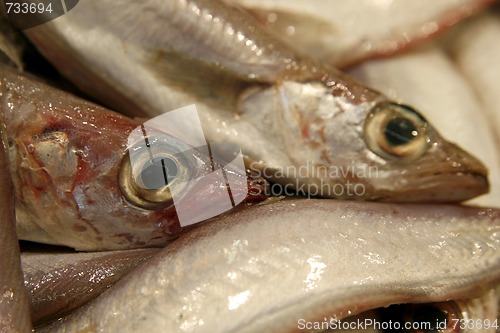 Image of Details of raw fresh fish