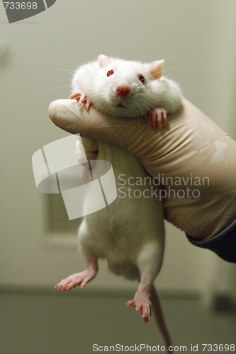 Image of White lab rat in an animal testing facility