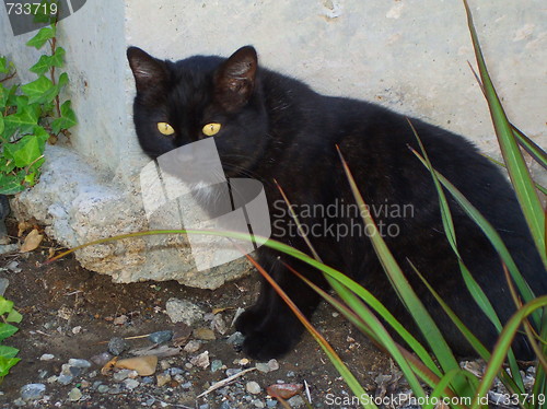 Image of Domestic Short Hair Cat