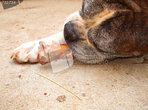 Image of Boxer Dog Chewing Bone