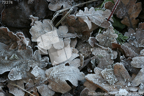 Image of Winter Frost