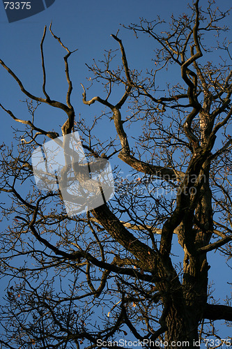 Image of An Old Oak