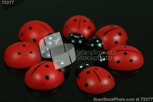 Image of Ladybirds in Circle