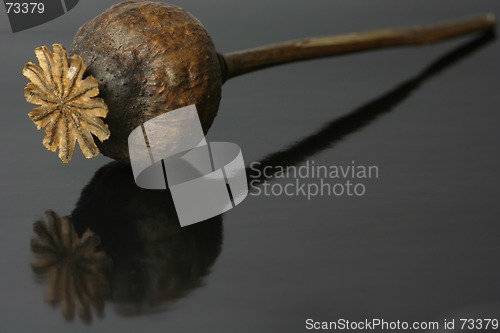 Image of A Dried-Up Poppy