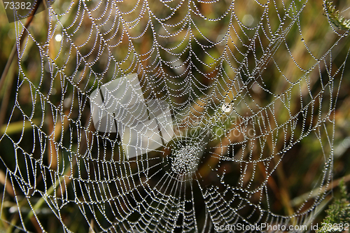 Image of Spider-Web